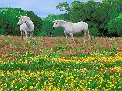 Magic Meadow